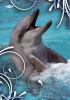 Füzet pd kisalakú 12-32 vonalas delfin I.